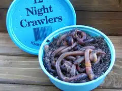 Live Bait | Night Crawlers