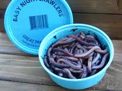 Live Bait | Baby Night Crawlers