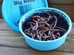 Live Bait | Jumbo Red Worms