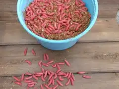 Live Bait | Red Spikes