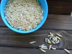 Live Bait | Wax Worms