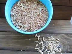 Live Bait | White Spikes