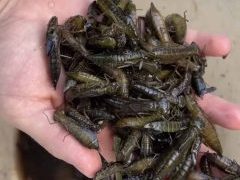 Live Bait | Hellgrammites