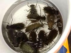 Live Bait | Thunderbugs